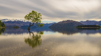 The lone tree of lake Wanaka, Newzealand