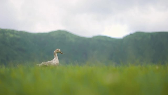 White Duck in Green Landscape