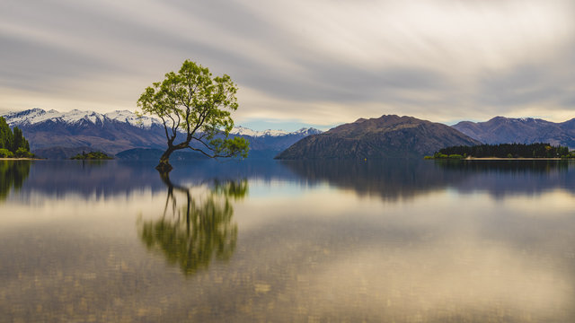 The Lone Tree Of Lake Wanaka, Newzealand