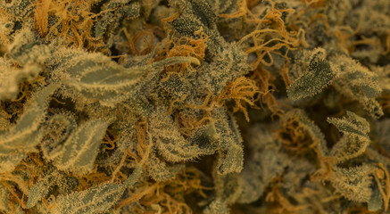 Dry blossom of AK-47 variety of marijuana