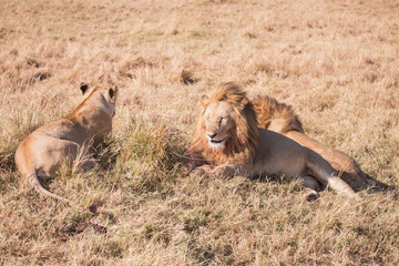 Couple of lions masai mara in kenya africa