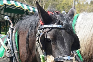 Horse Carriage at Stanley Park Canada