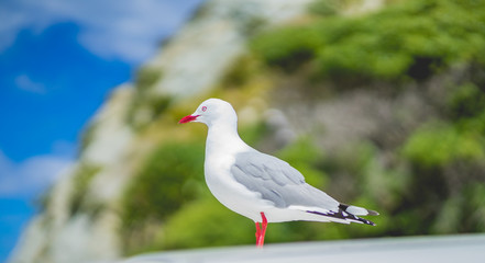 red-billed gull, seagull in Newzealand