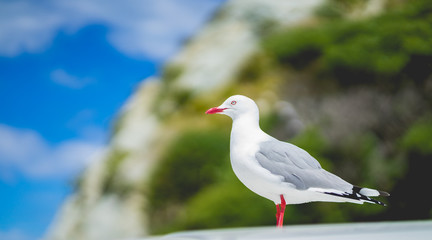 red-billed gull, seagull in Newzealand