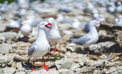 red-billed gull, seagull in Newzealand