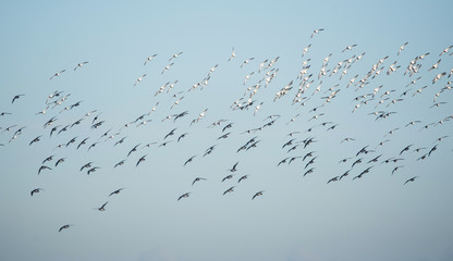 Dunlin, Dunlins, Calidris alpine - Dawlish Warren, England