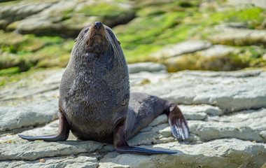 The lazy Seals lay down on the rock