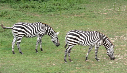 Fototapeta na wymiar Paired Zebras