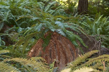 Enormous Pacific Fern