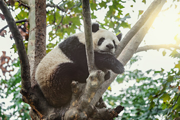 Giant Panda sleeps on the tree.
