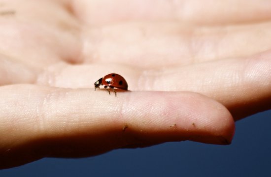 Lady Bug In Hand