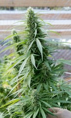 Cannabis