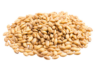 Barley. Pile of grains, isolated white background.