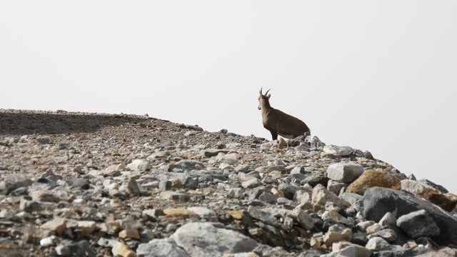 Camoscio sul Monterosa