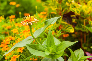 dahlia yellow red flower