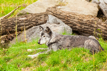 Naklejka na ściany i meble wolve jasper national park
