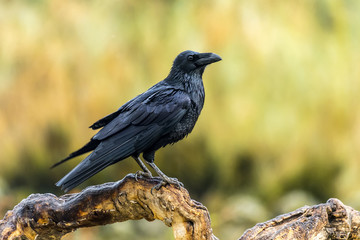 corvus corax
