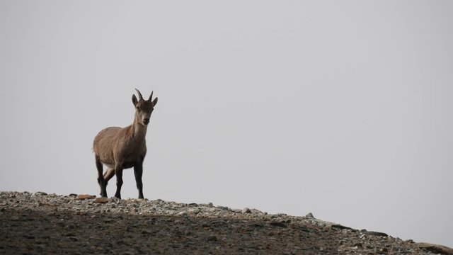 Camosci in alta montagna