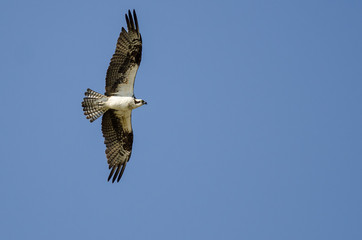 Lone Osprey Flying in a Blue Sky
