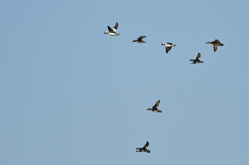 Flock of Bufflehead Ducks Flying in a Blue Sky