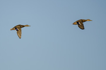 Pair of Mallard Ducks Flying in a Blue Sky