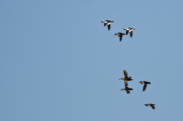 Flock of Bufflehead Ducks Flying in a Blue Sky