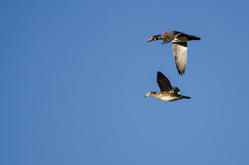 Pair of Wood Ducks Flying in a Blue Sky