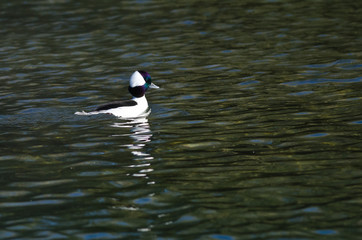 Male Bufflehead Resting on the Still Water of the Pond