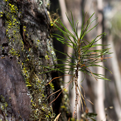 Sprout of siberian pine near the big tree, closeup. Ecology nature landscape