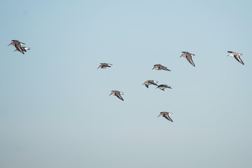 Dunlin, Dunlins, Calidris alpine - Dawlish Warren, England