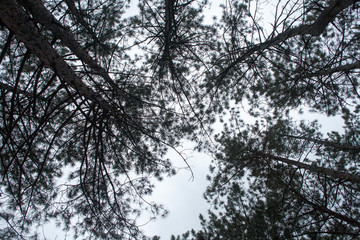 Autumn trees in a beautiful forest straight tall trunks without branches covered with bark in the evening at dusk