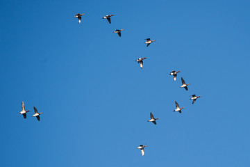 Eurasian Wigeon, Wigeon, Duck, Anas Penelope