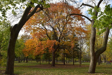 Fototapeta premium Nature