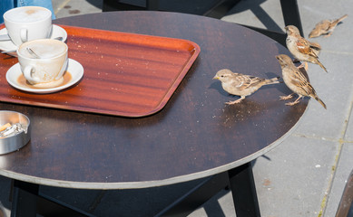 Pesky sparrow scavenging on cafe table.