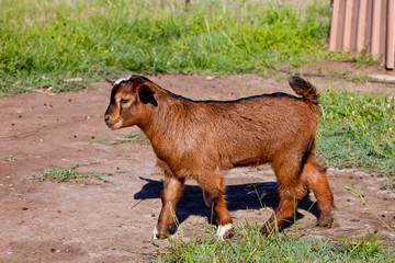 Young part pygmy brown goat kid