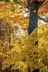 Yellow Maple Tree