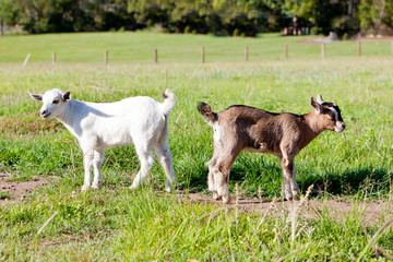 Obraz premium Two young, part pygmy, goat kids - beige and white