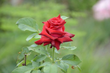 Red damask rose flower in nature garden