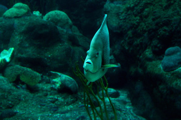 A fish underwater in a reef