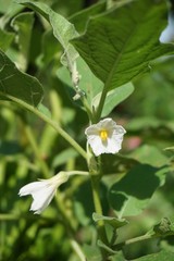 white eggplant flower in nature garden
