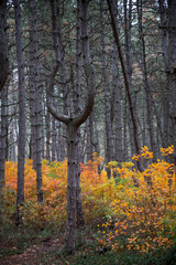 Obraz premium Autumn trees in a beautiful forest straight tall trunks without branches covered with bark in the evening at dusk