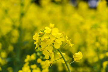 Rape meadow under blue sky