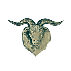 Cashmere Goat Head Drawing