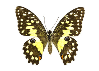 Image of Lime Butterfly (Papilio demoleus) on white background. Insect. Animal