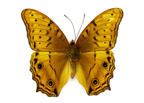 Image of Cruiser Butterfly (Vagrans erota) on white background. Insect. Animal
