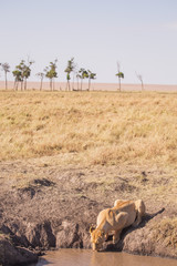Lioness drinking water in masai mara pond in kenya africa