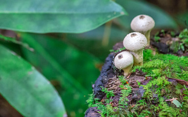 Mountain Mushrooms