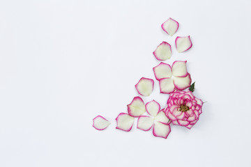Obraz na płótnie Canvas Pink rose flower design on white background, card background concept