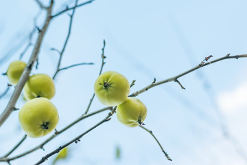 Beautiful green apples in bright sunlight in an autumn garden.