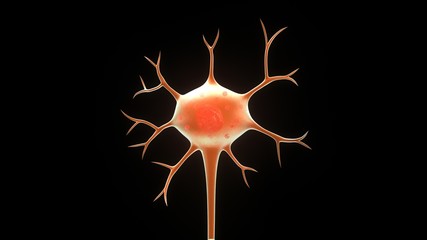Neuron
